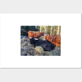 Scottish Highland Cattle Bull and Cows 2327 Posters and Art